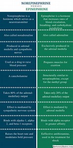 Epinephrine at Norepinephrine - KALUSUGAN 2025