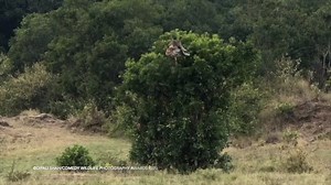 This giraffe finds a solution for an annoying itch on his back. Check out this year's Comedy Wildlife Photography Award finalists here: https://www.reshareworthy.com/comedy-wildlife-photography-awards-finalists-2020/ | Reshareworthy