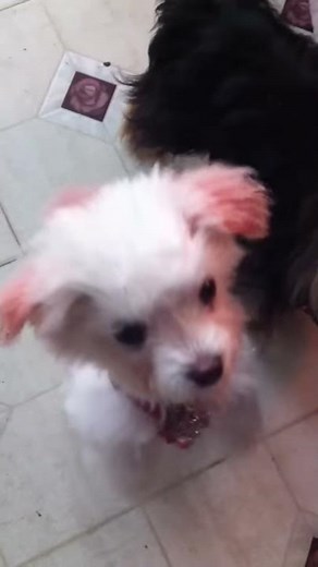 Pink Dog