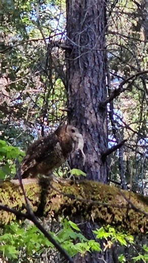 Owl Delivers Mouse to Nest! @OldSoulOutdoors #owl #owlsounds #wildlife #hikingadventures #hunting