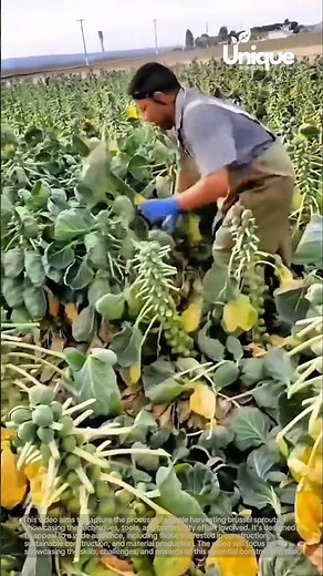 Brussel sprouts harvesting for beginners: a simple guide to harvesting brussel sprouts