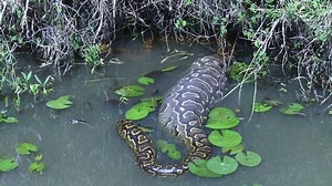 A close up of a full stomach of a rock python