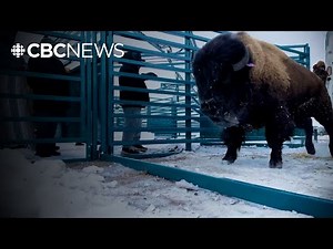 Sask. researchers developing sustainable management system for bison