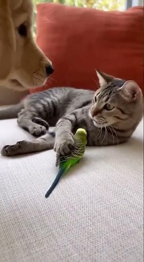 1分で癒される！可愛くて笑える猫のおもしろ動画6選 #cutecat #funnycats #癒し動画