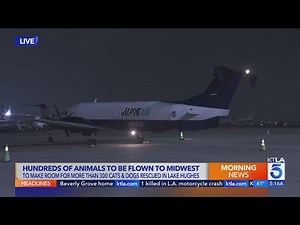 More than 100 dogs flown out of L.A. to prevent euthanasia after massive Lake Hughes rescue