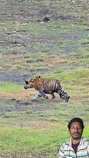 Powerful Tiger Hunting Scene in the Wild #lion #wildliferescue #trending