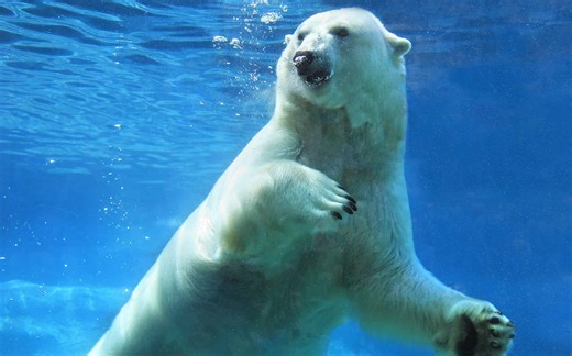 These Five Fierce Apex Predators Have No Equal in the Wild