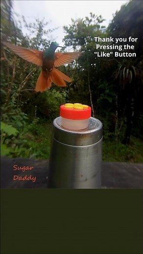 Hummingbird SOUNDS (HQ) wings. HBS4 RSF