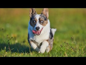 Explore the Charming Cardigan Corgi Breed!