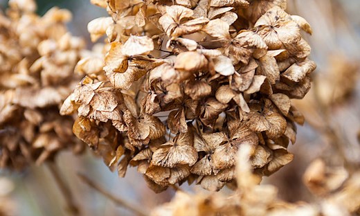 Quand couper les fleurs fanées des hortensias ? - Gamm vert