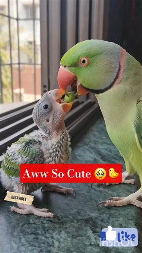Aww So Cute 🥹🐤 #Pets #parrot #nature #shorts #BestVibes