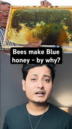 Bees Producing Blue Honey: The Truth