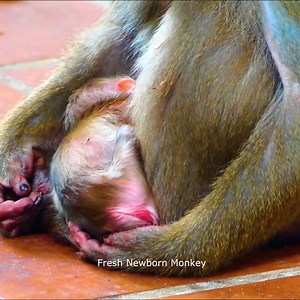 Fresh Newborn Monkey on Reels