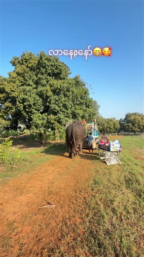 #စိန်ရွှေငွေဖြိုးရတနာတိုး #ရတနာတိုးဆင်တော်မဂ်လာ🇲🇲🐘👑 #တံတားဦးမြို့ #တံတားဦးမြို့နယ်