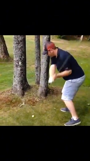 Through the tree | Shane Young