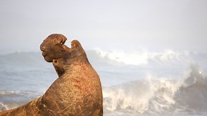 Into the Deep with Elephant Seals (updated) | KQED