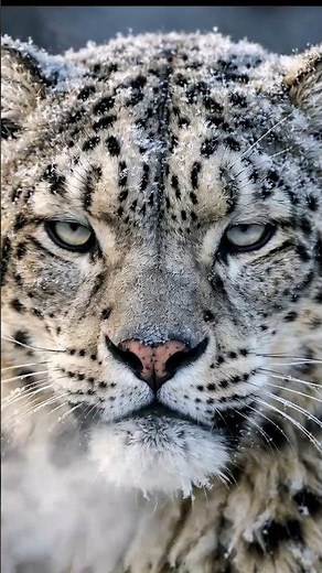 Snow Leopard | Ghost Cat of Mountains