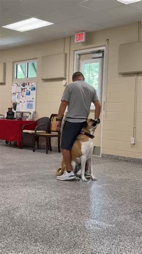 Service dog performing Legs command (watch 6) #shorts #short #viral #dog #dogs #doglife #servicedog