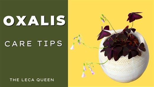 Oxalis - Beginner Care Guide & Soil To Leca In ONE Week