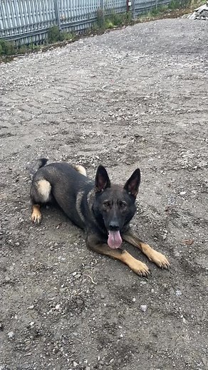 Schön’s Kunte kinte #germanshepherd #germanshepherdowner #germanshepherdtraining #germanshepherdsoftiktok