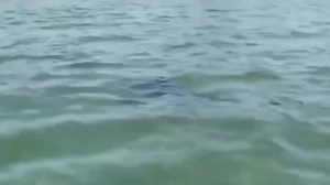 🔻 #PARACAS 👉 𝗜𝗡𝗖𝗥𝗘𝗜́𝗕𝗟𝗘 𝗦𝗢𝗥𝗣𝗥𝗘𝗦𝗔 𝗦𝗘 𝗟𝗟𝗘𝗩𝗔𝗥𝗢𝗡 𝗧𝗨𝗥𝗜𝗦𝗧𝗔𝗦 𝗔𝗟 𝗩𝗘𝗥 𝗨𝗡 𝗧𝗜𝗕𝗨𝗥𝗢𝗡 𝗔𝗭𝗨𝗟 𝗘𝗡 𝗣𝗔𝗥𝗔𝗖𝗔𝗦 La bahía de Paracas fue escenario de un inusual avistamiento que generó asombro y cierta preocupación entre los turistas. Un tiburón azul, conocido comercialmente como "toyo azul" o "tintorera" entre los pescadores, ingresó a esta zona de aguas poco profundas, posiblemente en busca de alimento o un lugar para descansar. Este escualo suele llegar 