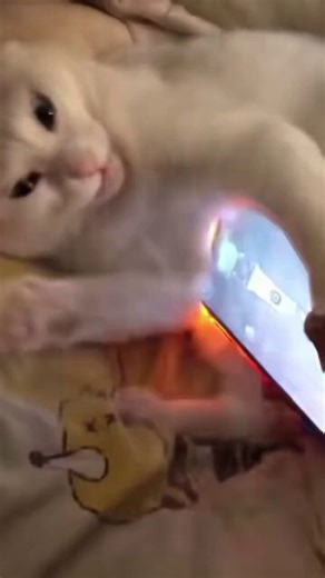 Hasan Piker when his dog doesn't stay on the same spot for 12 hours straight