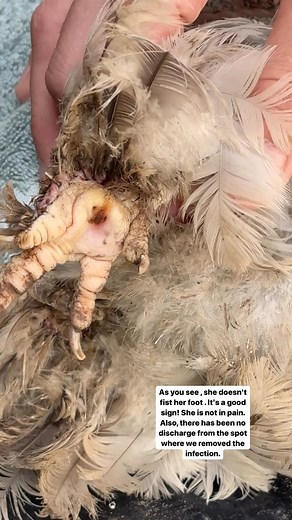 15K views · 456 reactions | #hen #Toronto.chickens #chicken #chickencoops #chickensinwinter #molting #moltingseason #silki #backyardflock #layeggs #farmhouse #countrylifestyle #chickensofinstagram #fresheggs #dailyeggs #easterchick #ameraucana #orpingtonchicken #farmboy #chickensinwinter #easterchick #eastereggs | Chorek.Zone | Facebook