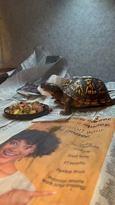 1M views · 100K reactions | Some of our overwintering Woodland Box...