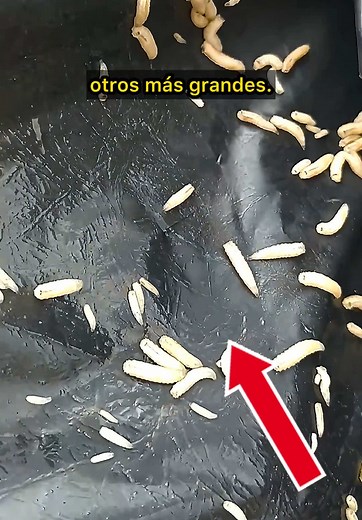 Tamaño de los gusanos: cuánto miden y cómo se ven