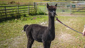 Geronimo The Famous 'Death Row Alpaca' Finally Put To Death After Four Years