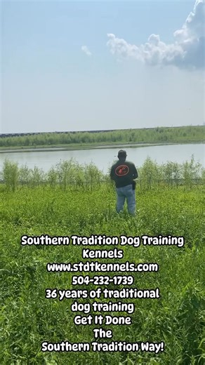 Southern Tradition Dog Training Obedience and Gun Dog Training School on Reels | Facebook