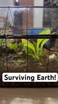 Surviving Earth Terrarium!