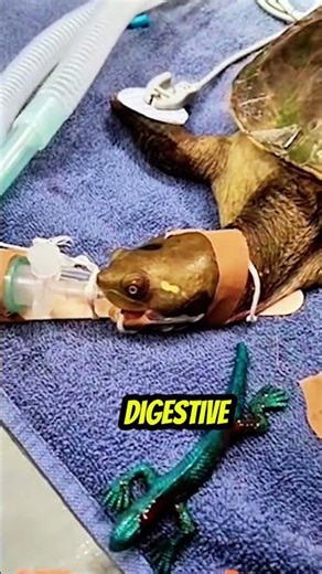 Vet Found a Rubber Toy Inside This Turtle… It Was Blocking Everything. 😳🐢