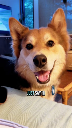 Let’s be friends! #foryourpage #dogcommunity