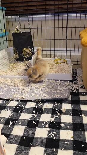 Understanding Disabled Rabbits: Care Tips and Insights