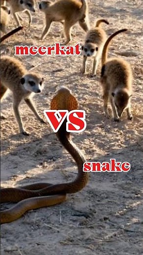 Meerkat vs Snake, Epic Duel! Who Will Win? #MeerkatVsSnake #AnimalBattle