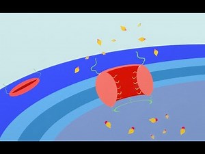 Nuclear Import and Signal Hypothesis