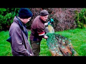 Peacock shooting in New Zealand