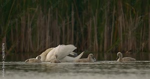 Mute Swan Family Adult With Young White Swan Cygnus Olor