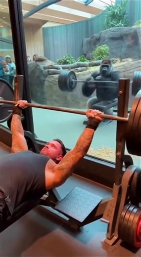 Gorilla Tries Military Press… The Bar SNAPS 😱🦍