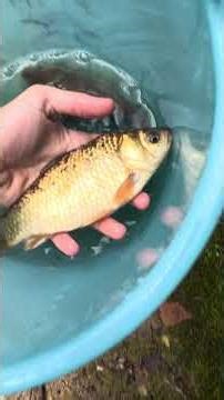 Let's move the crucian carp from the pool into the pond! #animals #aquarium #fish #predatoryfish ...