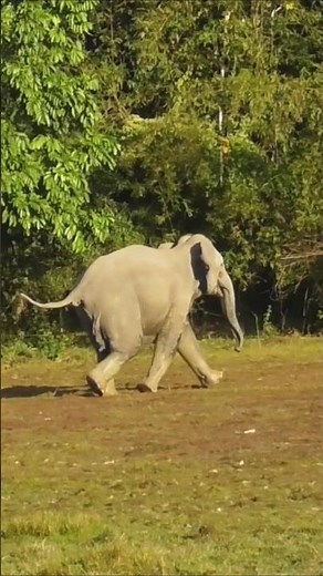 Wild Elephant Running At Full Speed #shorts #youtubeshorts #short #wildlife #elephant