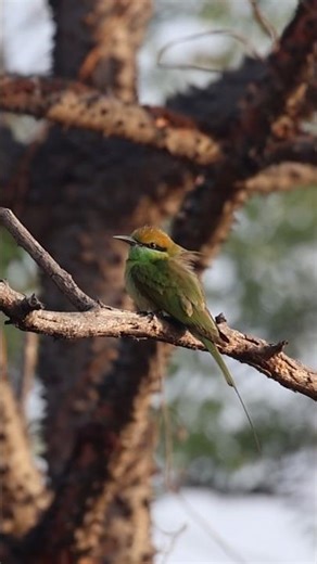 “The Elegant Green Bee-eater 🌿 | Wildlife Beauty
