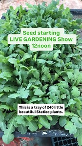 Live GARDENING SHOW 12noon Fridays. Comment APP for the link to get inside for the live & replays. Today’s show: Time to start Cool Flowers a very special slow growing warm season annual! Meet me at lunchtime. Statice transplants, 3-1/2 weeks old ready to be planted. #gardenersworkshopfarm | The Gardener's Workshop