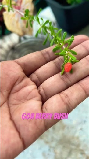 My mystery bush finally revealed itself it’s a goji berry #plants #gojiberry #garden #subscribe