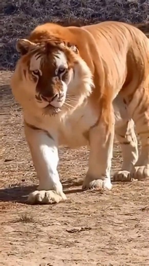 This is the rarest tiger