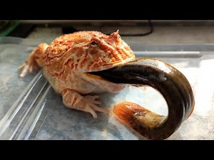 Ferocious Loach Swallows Frog Belly/Pacman Frog【LIVE FEEDING】