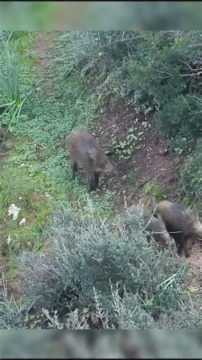 Nice one shot #wildboar #wildlife #hunting #moroccohunting