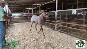 1.7K views · 44 reactions | Lot #67 TLJ Pepto Haida ••2020 AQHA Red...