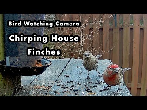 A Nervous House Finch Pair Chirping In My Backyard - Bird Watching Camera